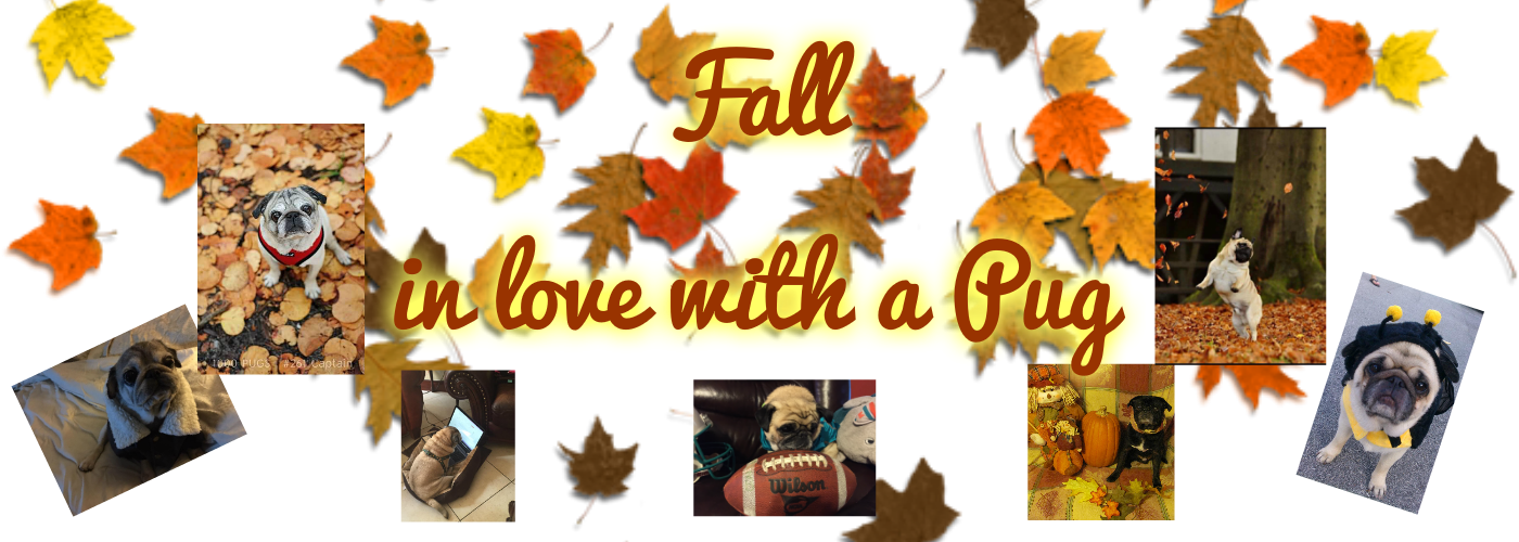 compassionate pug rescue