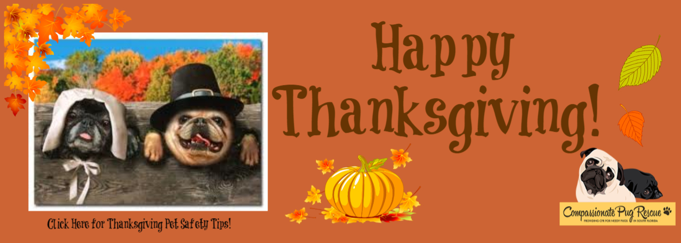 compassionate pug rescue